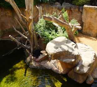 Schöner Stadt Zoo Fuengirola