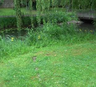 Forellenbächle Glacis Park