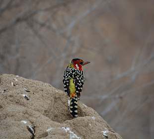 Flammenkopf Bartvogel
