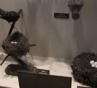 Naturhistorisches Museum