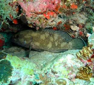 Tauchplatz "Three Palms"