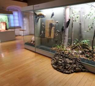 In der Abteilung "Lebensraum Wald"