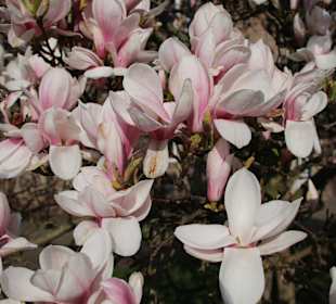 Magnolienblüte im Schlosspark