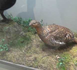Naturkundemuseum