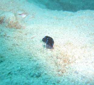 Schnecke am Hausriff auf 5 Meter Wassertiefe