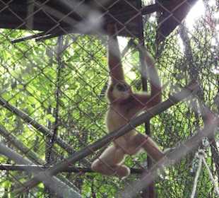 Gibbon
