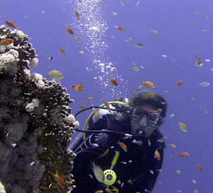 Unterwasserwelt - direkt am Hausriff