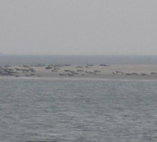 Seehundbank Tegeler Plate