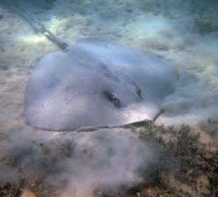 Leopardenrochen Schnorcheln Gorgonia Beach