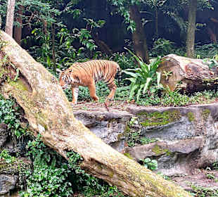Singapur Zoo