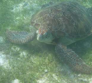 Schildkröte auf der Südseite beim Grasen