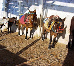 11.Tag Santorin Eselstation