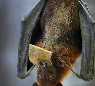 Flughund in Freiflughalle