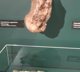 Staatliches Naturkunde Museum