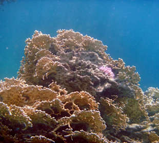 Korallenwelt