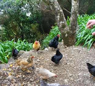 Die "wilden Hühner vom Folhadal" 