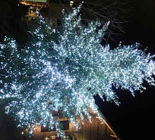 Traumbaum vor dem Eingang