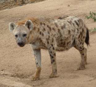 Hienne réserve de Bandia