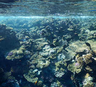 Schnorcheln Nabq Bay