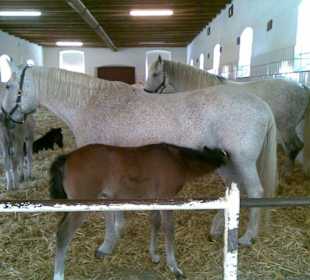 Lipizzanergestüt Piber Steiermark