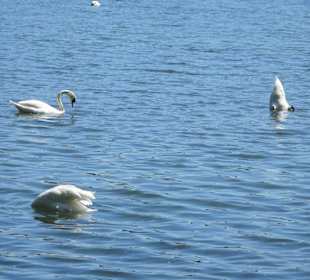 Schwäne auf dem Maschsee