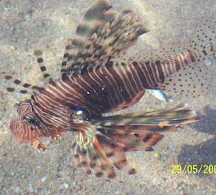 Rotfeuerfisch