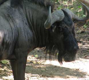 В зоопарке Бали