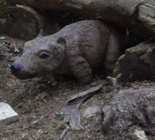 Dinosaurier Museum Altmühltal