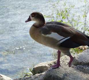 Am Fluss Mincio