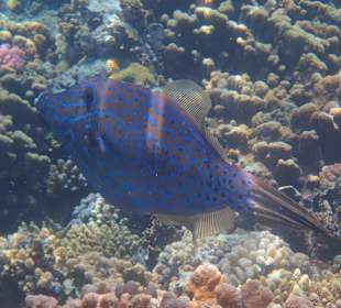 Schnorcheln Abu Dabbab