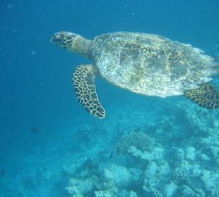 Schildkröte am Hausriff