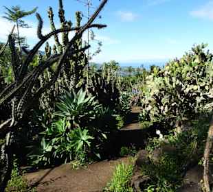 Im Kakteengarten von Mascarin