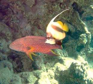 Giftun Inseln / Mahmya 