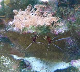 Meeresaquarium am Fichtelberg