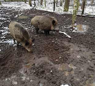 Weibchen und der Eber