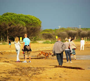 Viele Hundebesitzer am Strand