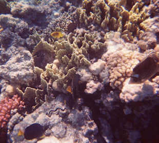 Bunte Unterwasserwelt