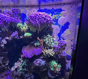 Aquazoo Löbbecke Museum Düsseldorf