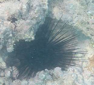 Schnorcheln Hurghada