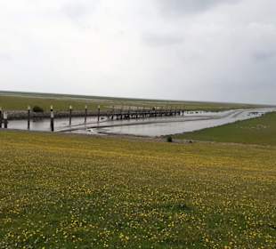 Seehundaufzuchtstation Friedrichskoog