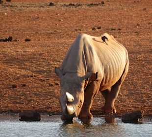 Und endlich auch ein Nashorn 