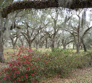 Park mit altem Baumbestand