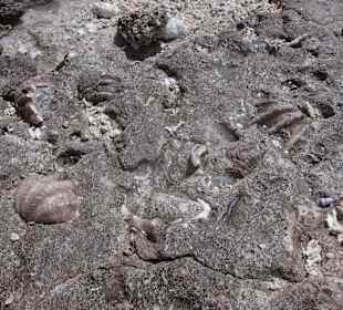 Fossilien überall
