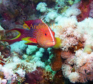 Juwelenzackenbarsch am Hausriff