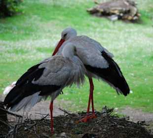 Storchenpaar