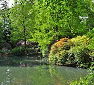 Hauptblüte im Rhododendronpark Bremen