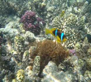 SUNRISE Select Royal Makadi Resort