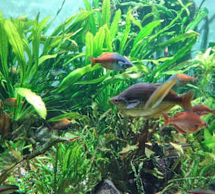 Im Aquarium des "Haus der Natur"