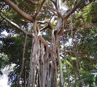 Botanischer Garten Puerto de la Cruz