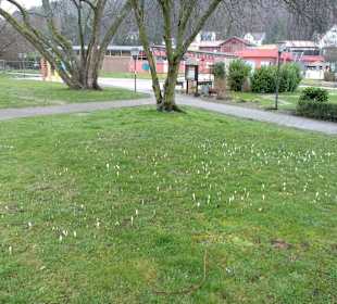 Kurpark in Bad Bergzabern